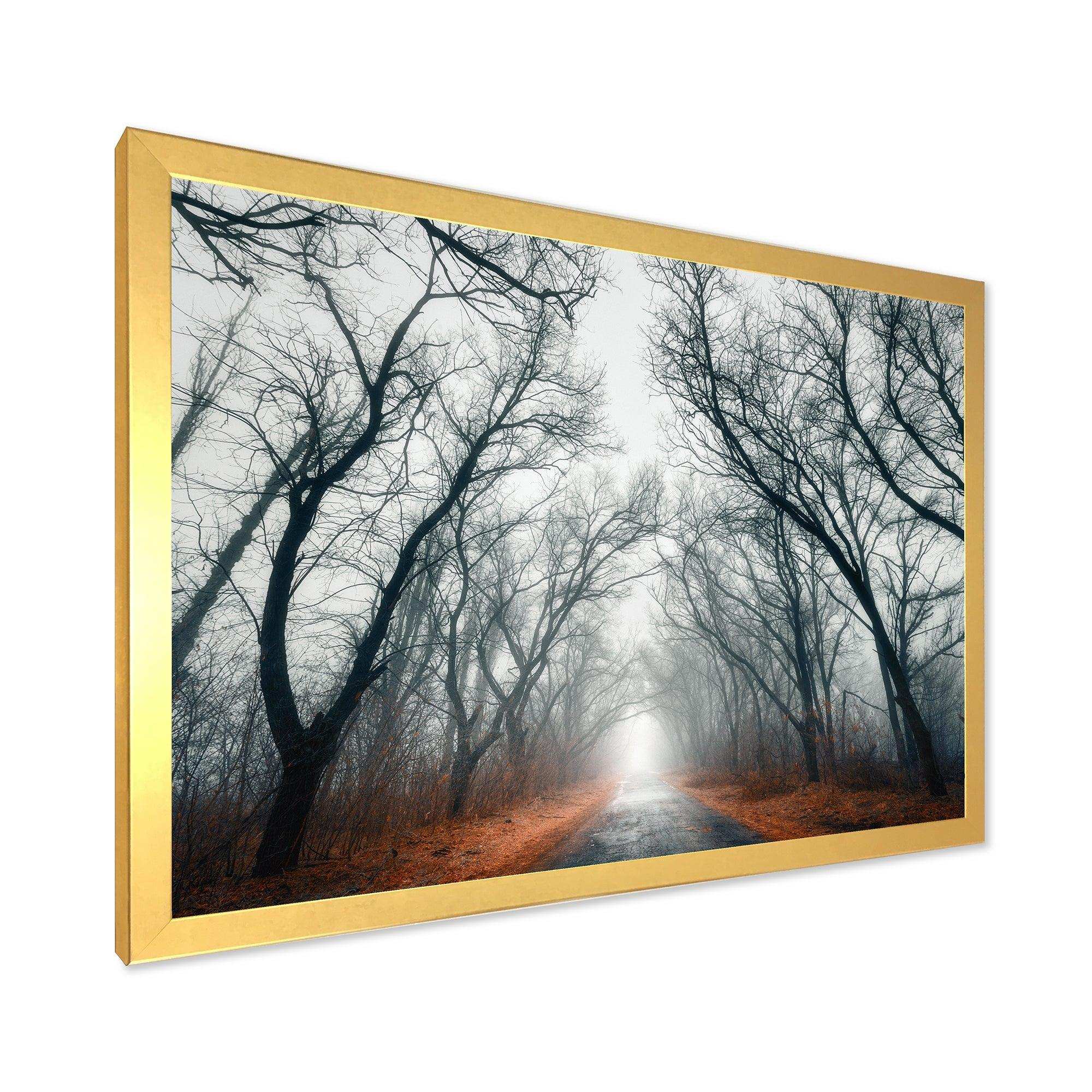 Mystic Road in Forest