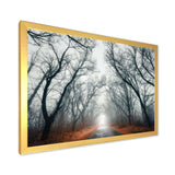 Mystic Road in Forest