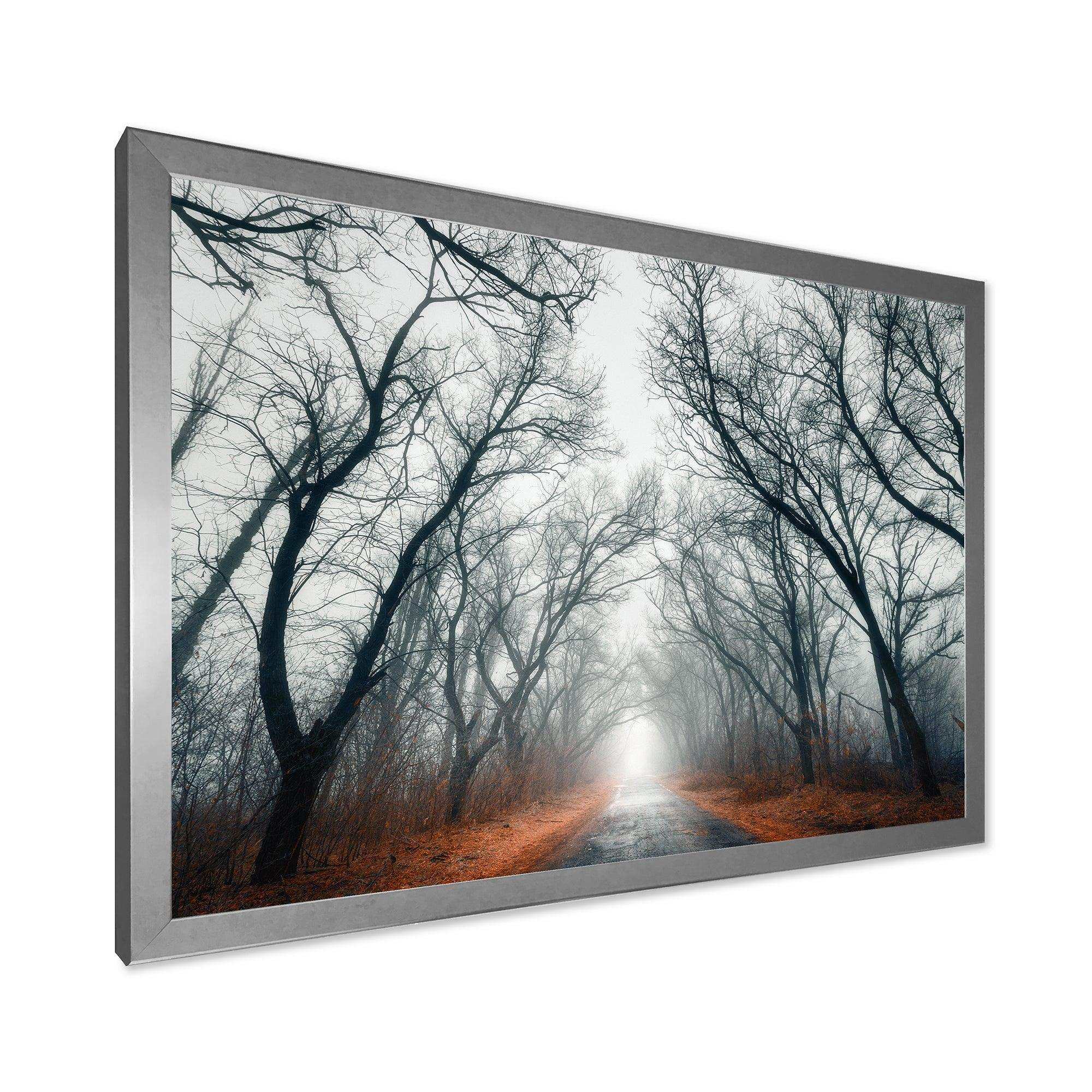 Mystic Road in Forest