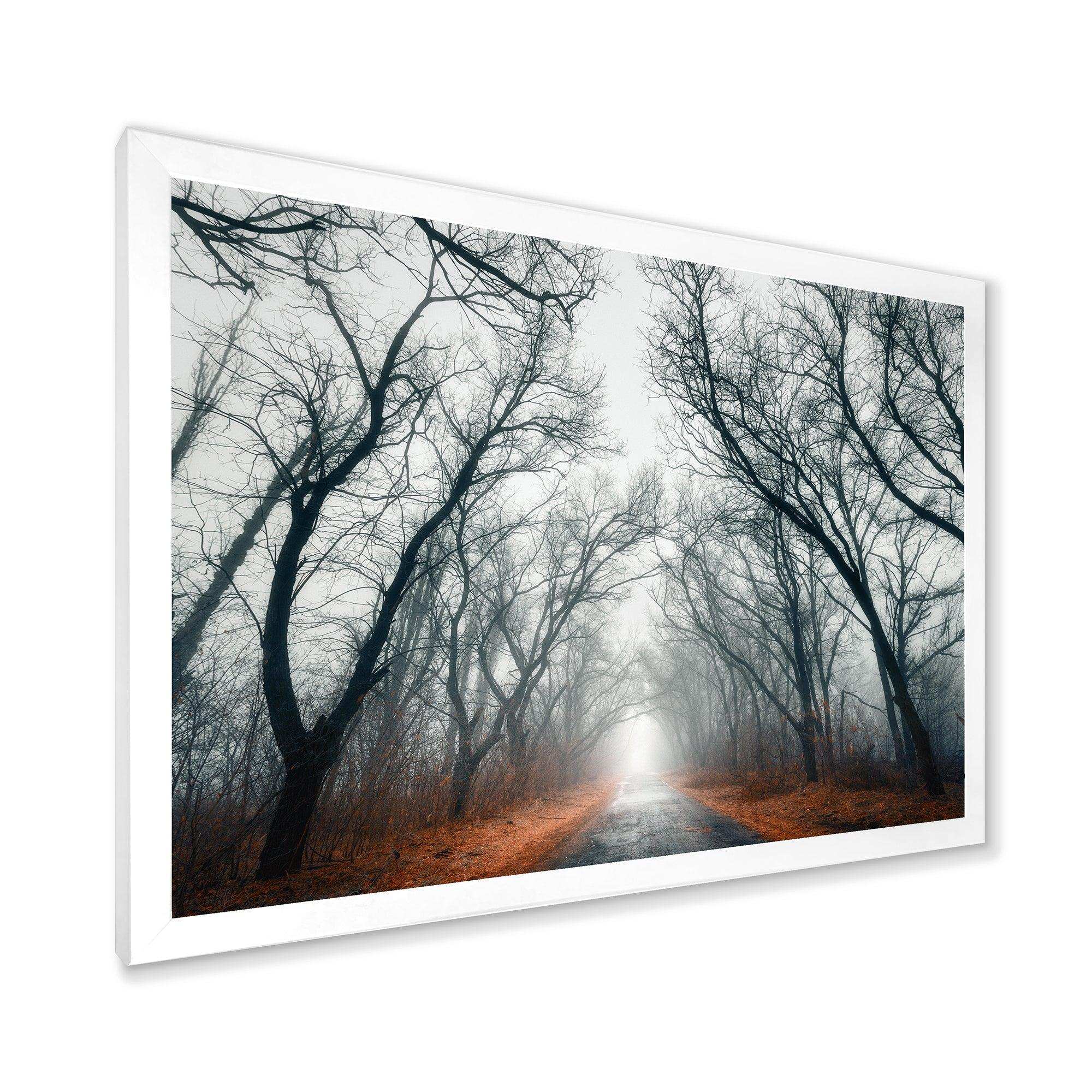 Mystic Road in Forest