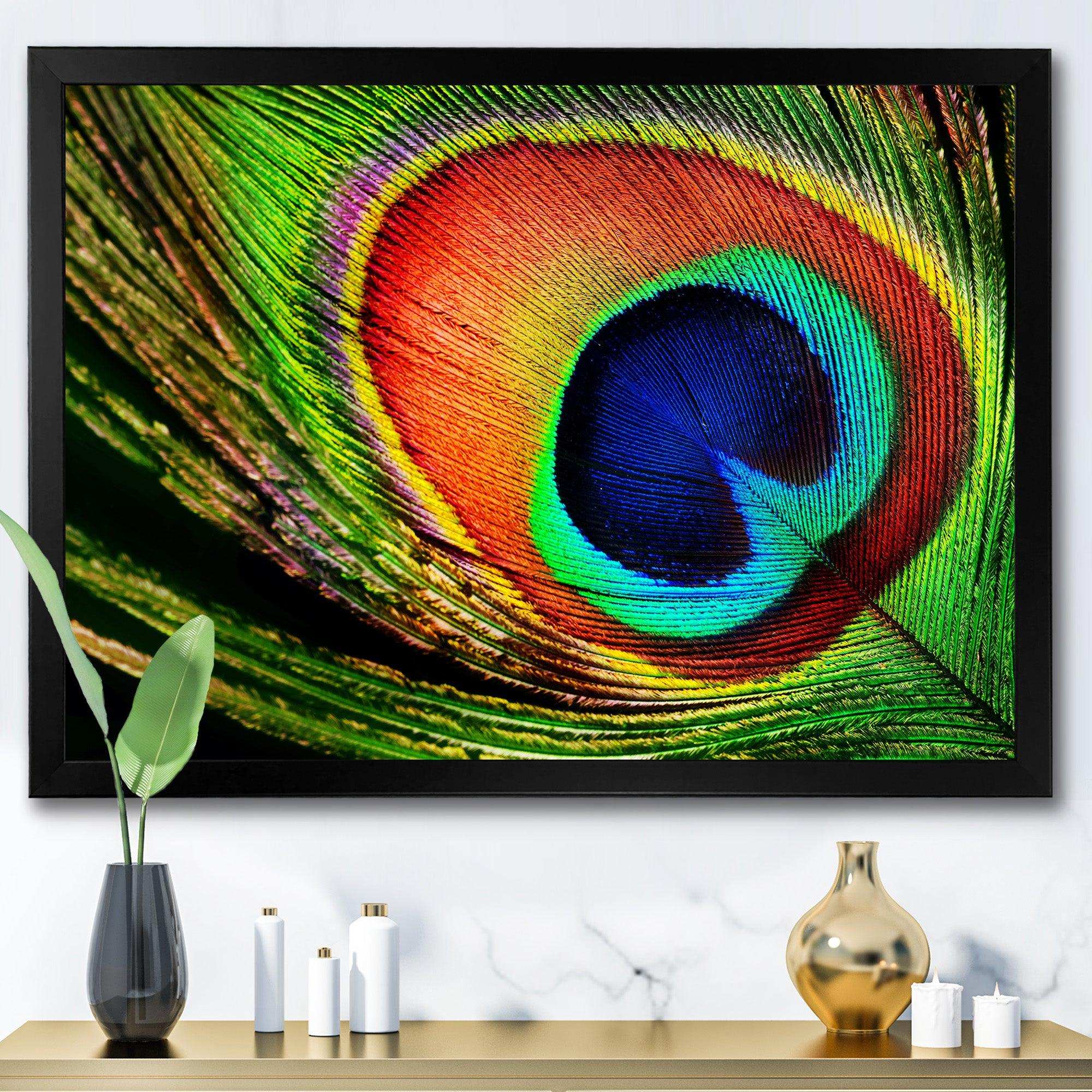 Peacock Feather