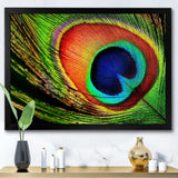 Peacock Feather