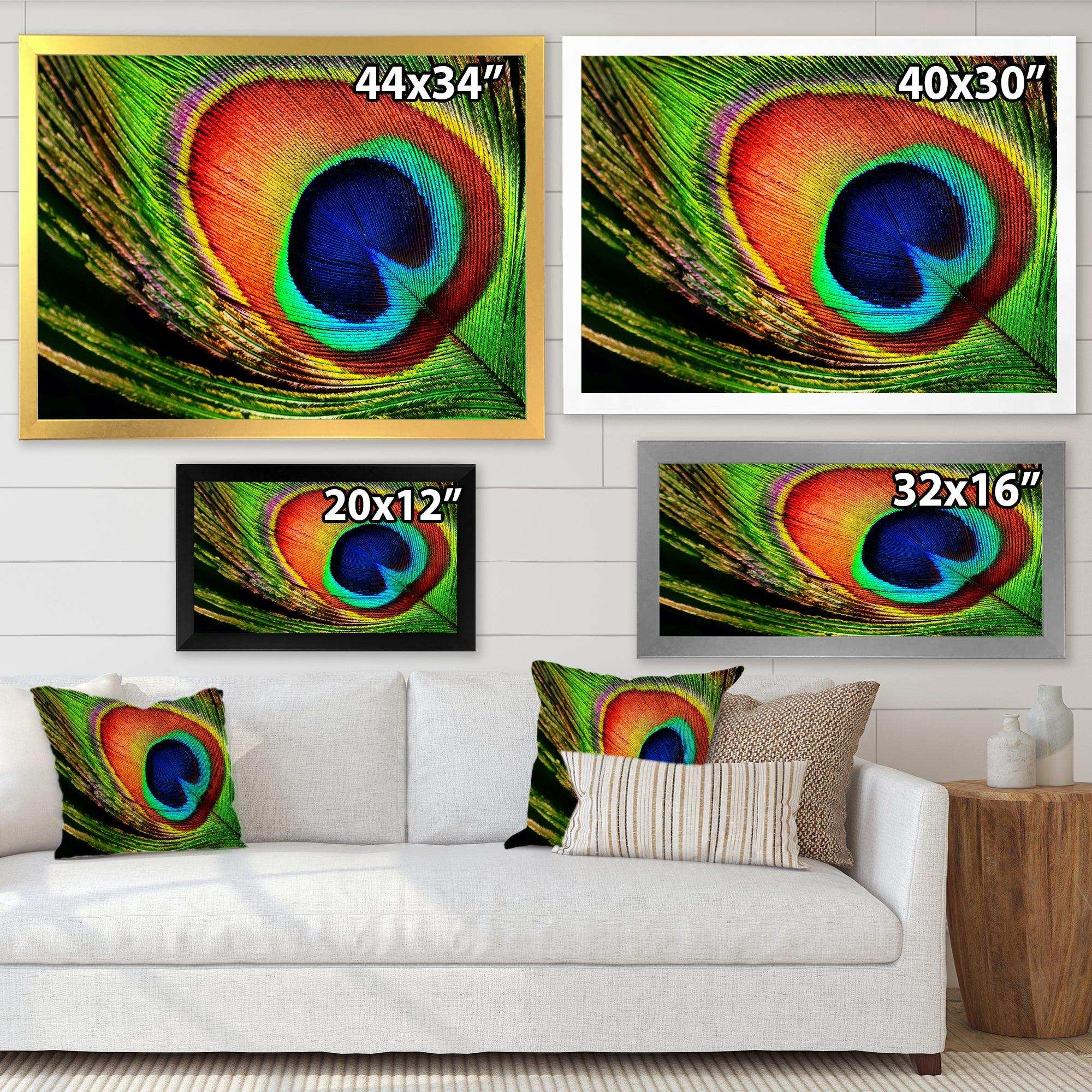 Peacock Feather