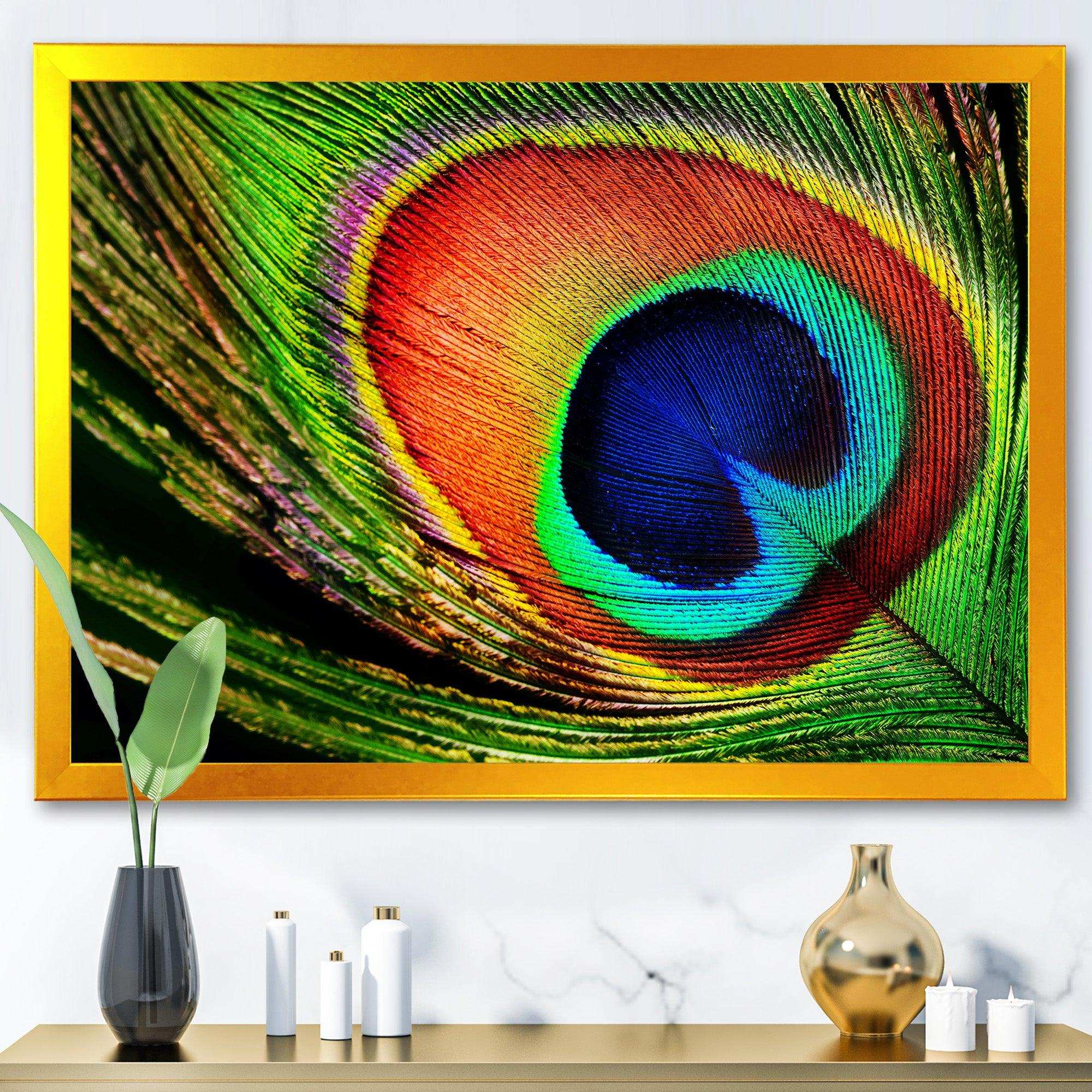 Peacock Feather