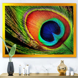 Peacock Feather
