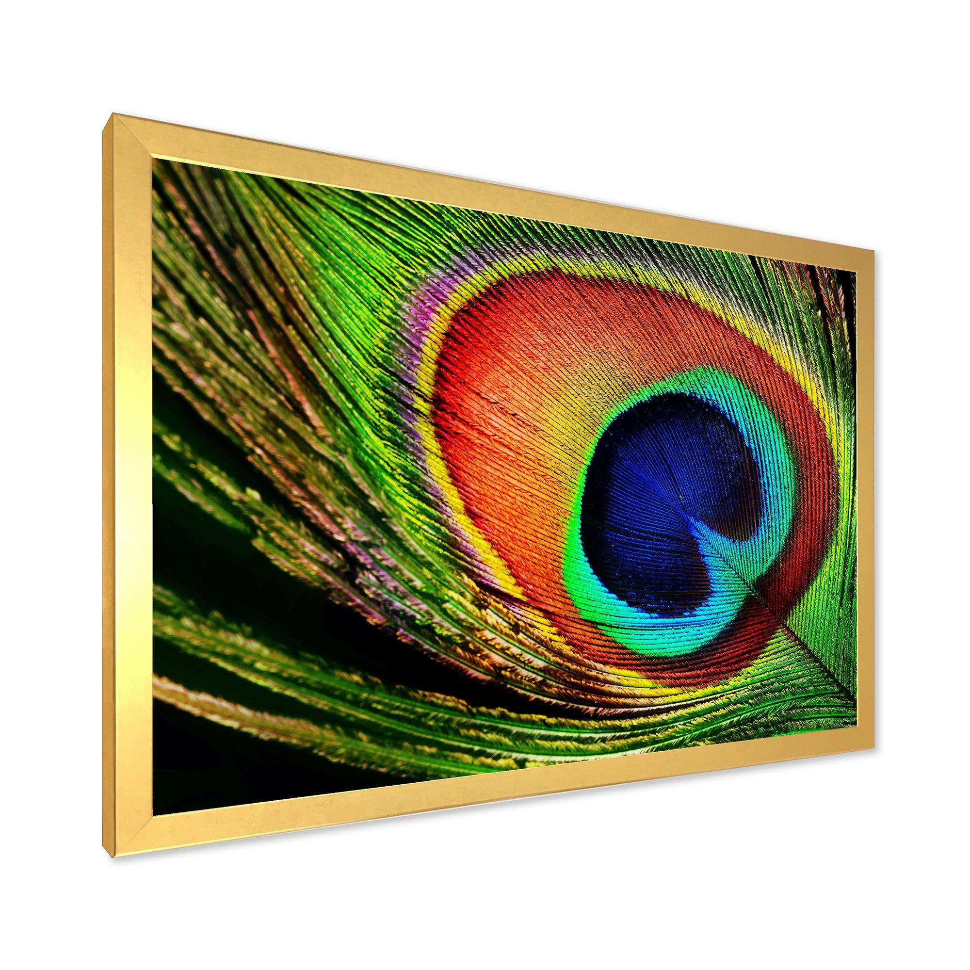 Peacock Feather