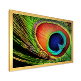 Peacock Feather