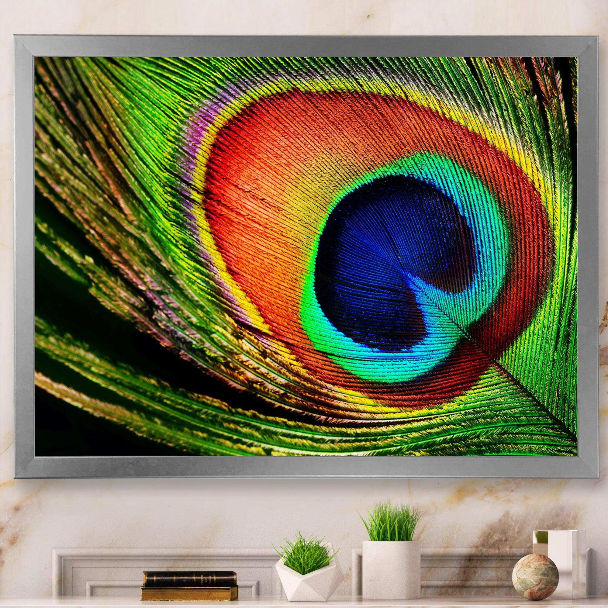 Peacock Feather