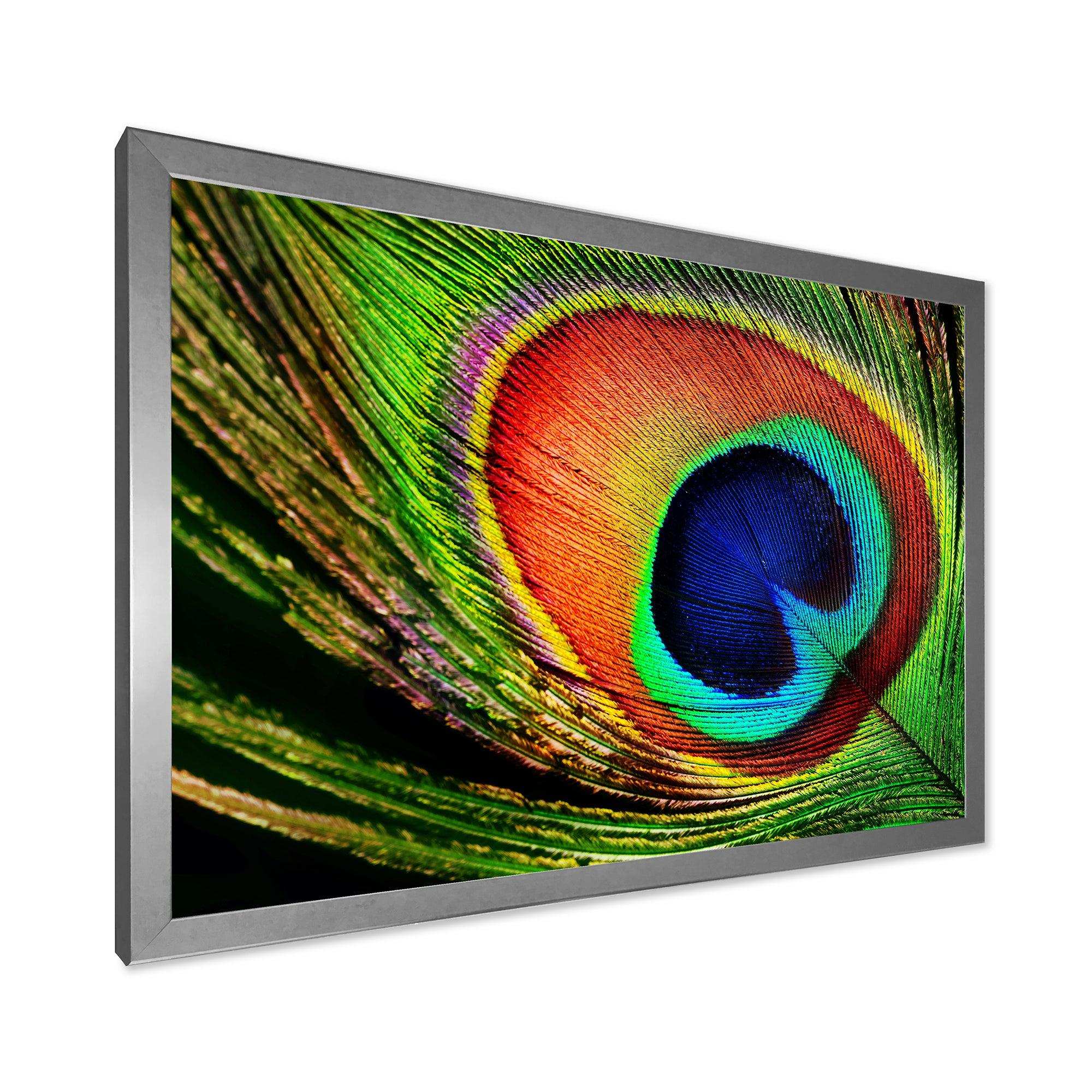 Peacock Feather