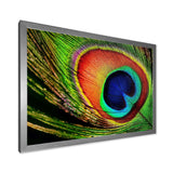 Peacock Feather