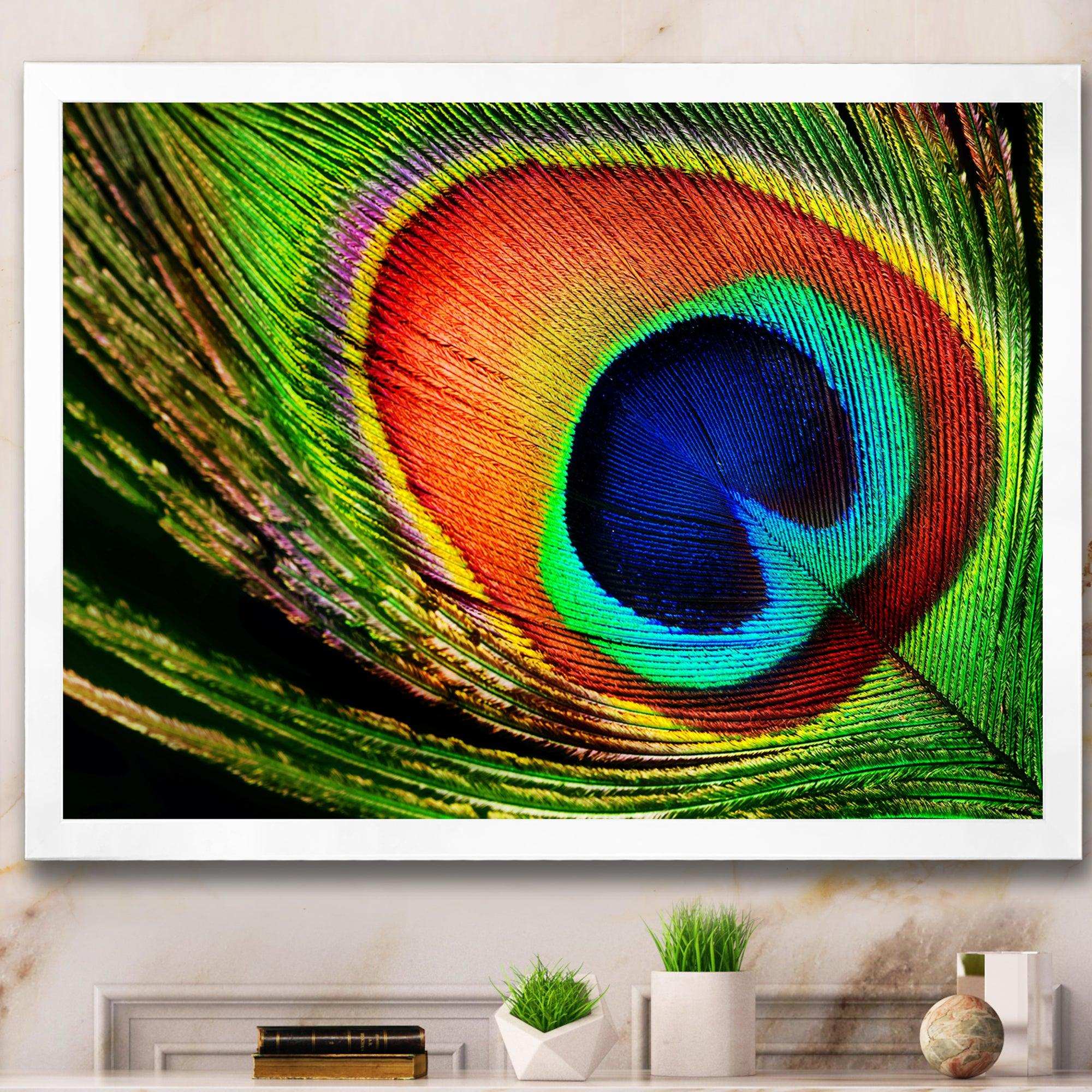 Peacock Feather