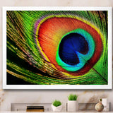 Peacock Feather