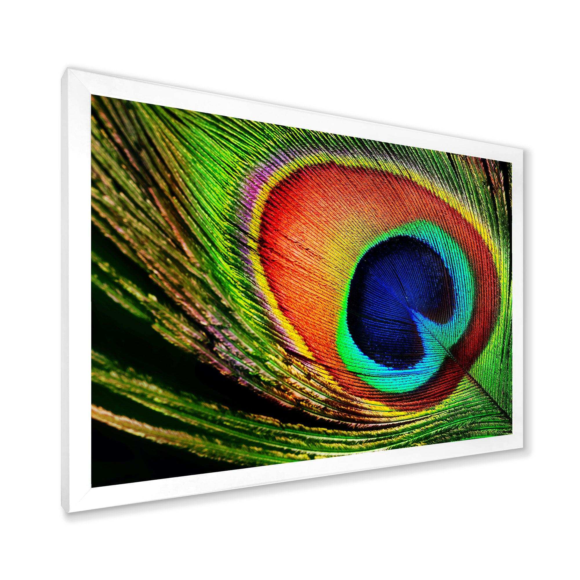 Peacock Feather