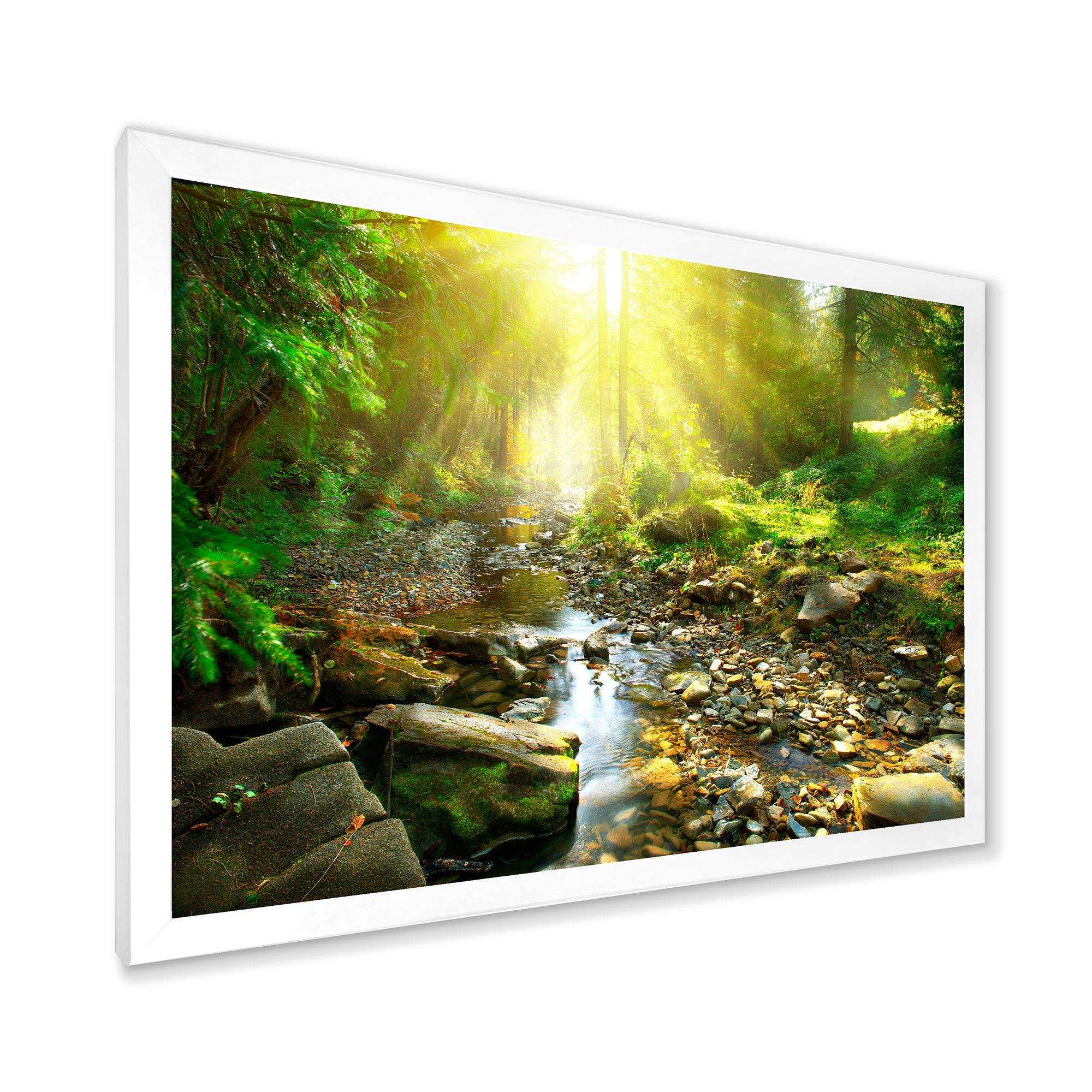 Mountain Stream in Forest