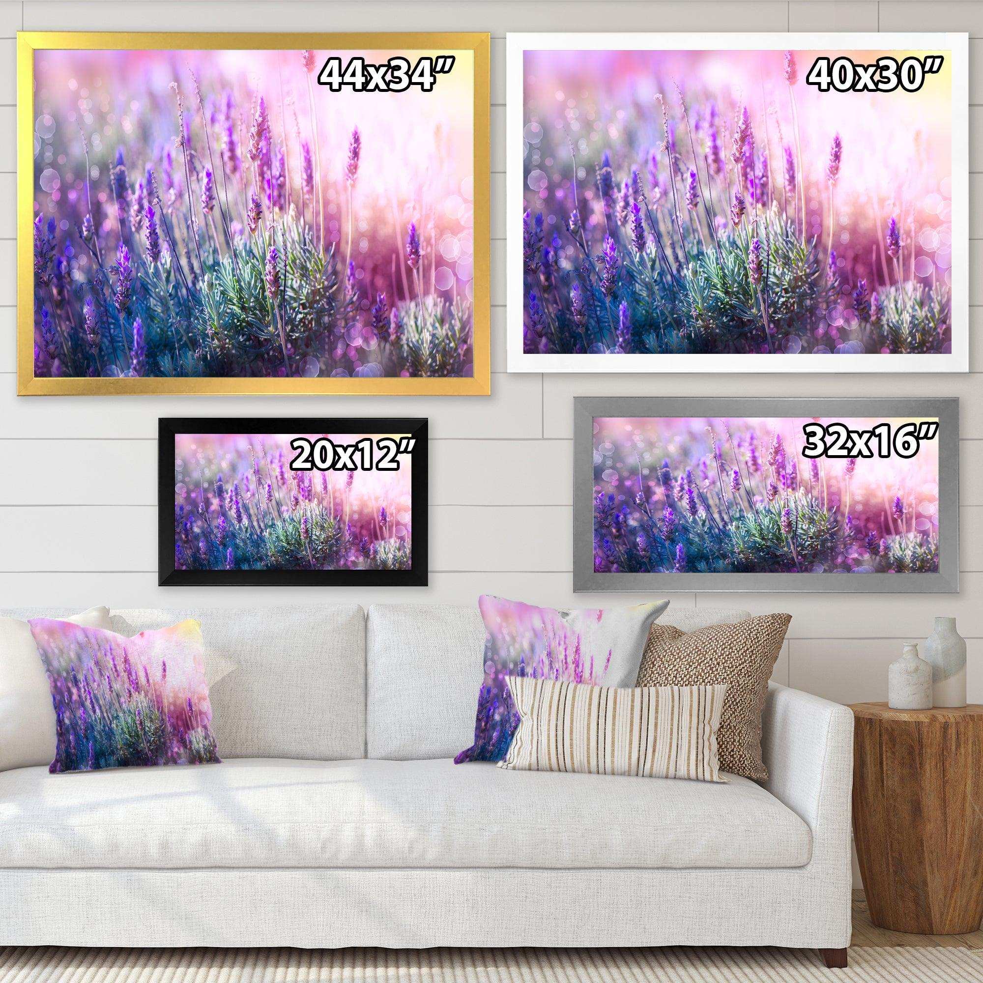 Growing and Blooming Lavender