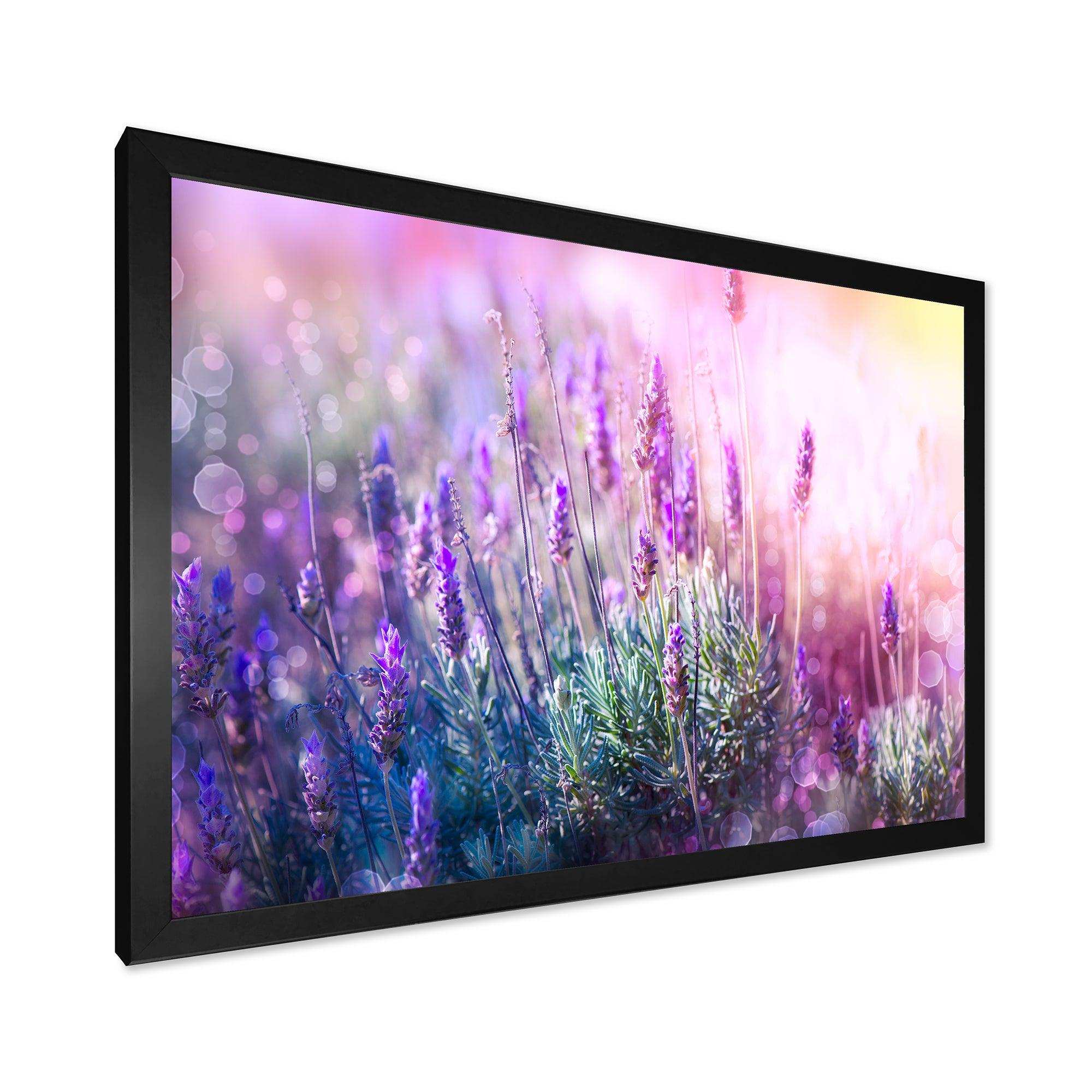 Growing and Blooming Lavender