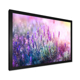 Growing and Blooming Lavender