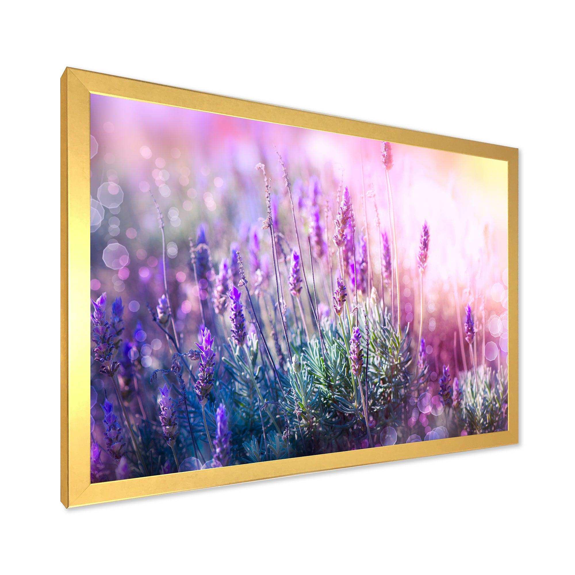 Growing and Blooming Lavender