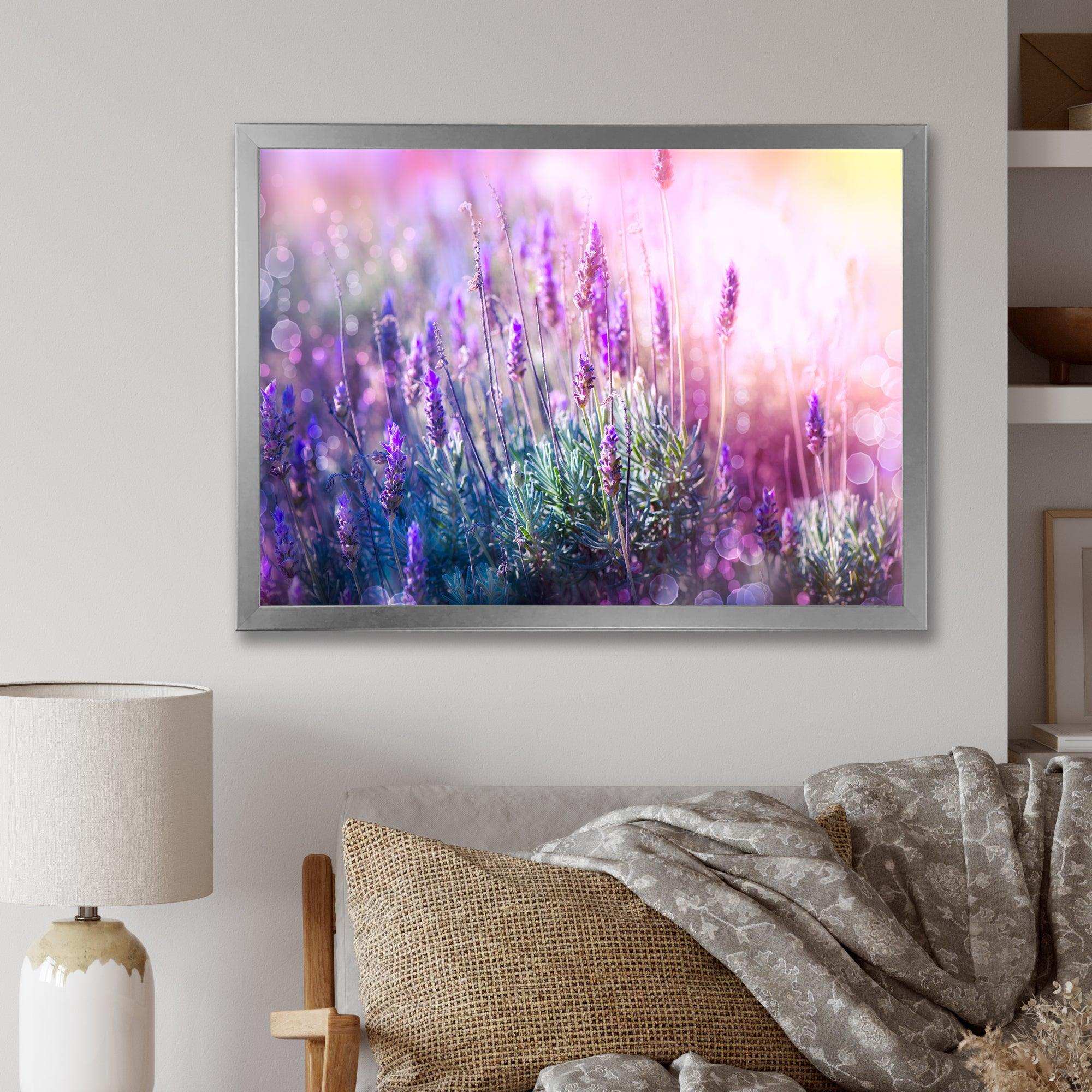 Growing and Blooming Lavender