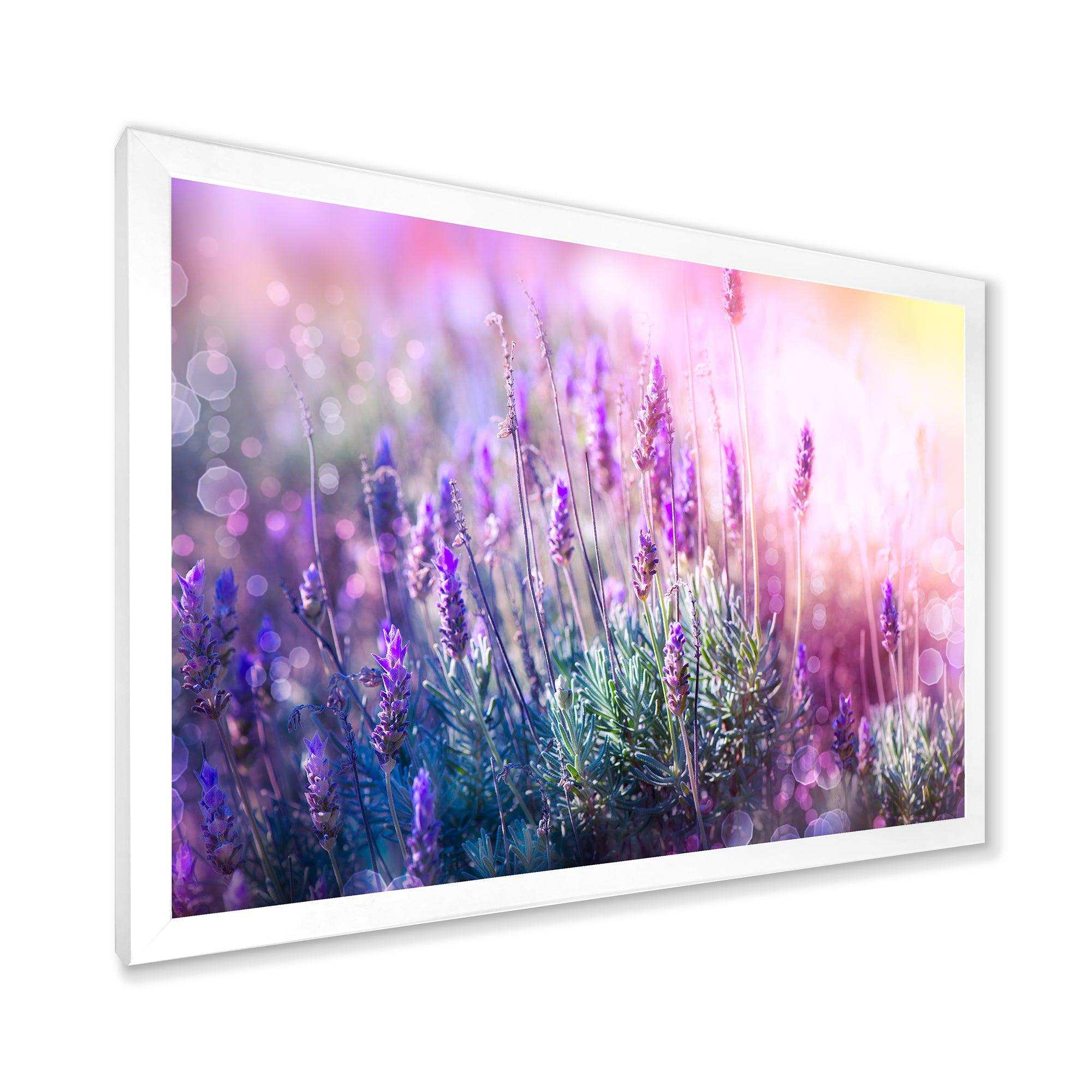 Growing and Blooming Lavender