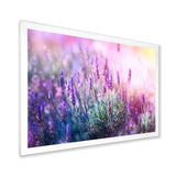 Growing and Blooming Lavender