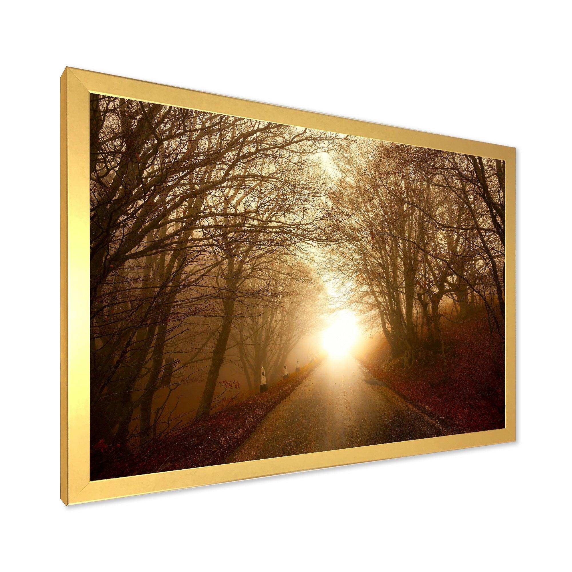 Path to Sunlight in Autumn Forest