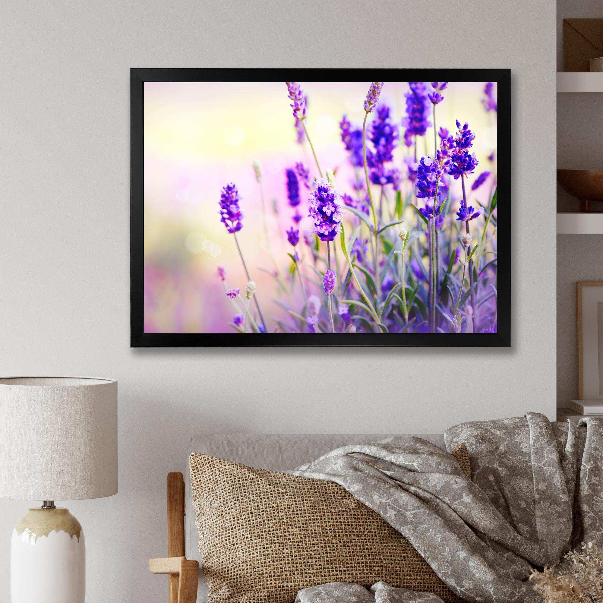 Purple Lavender Field