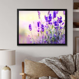 Purple Lavender Field