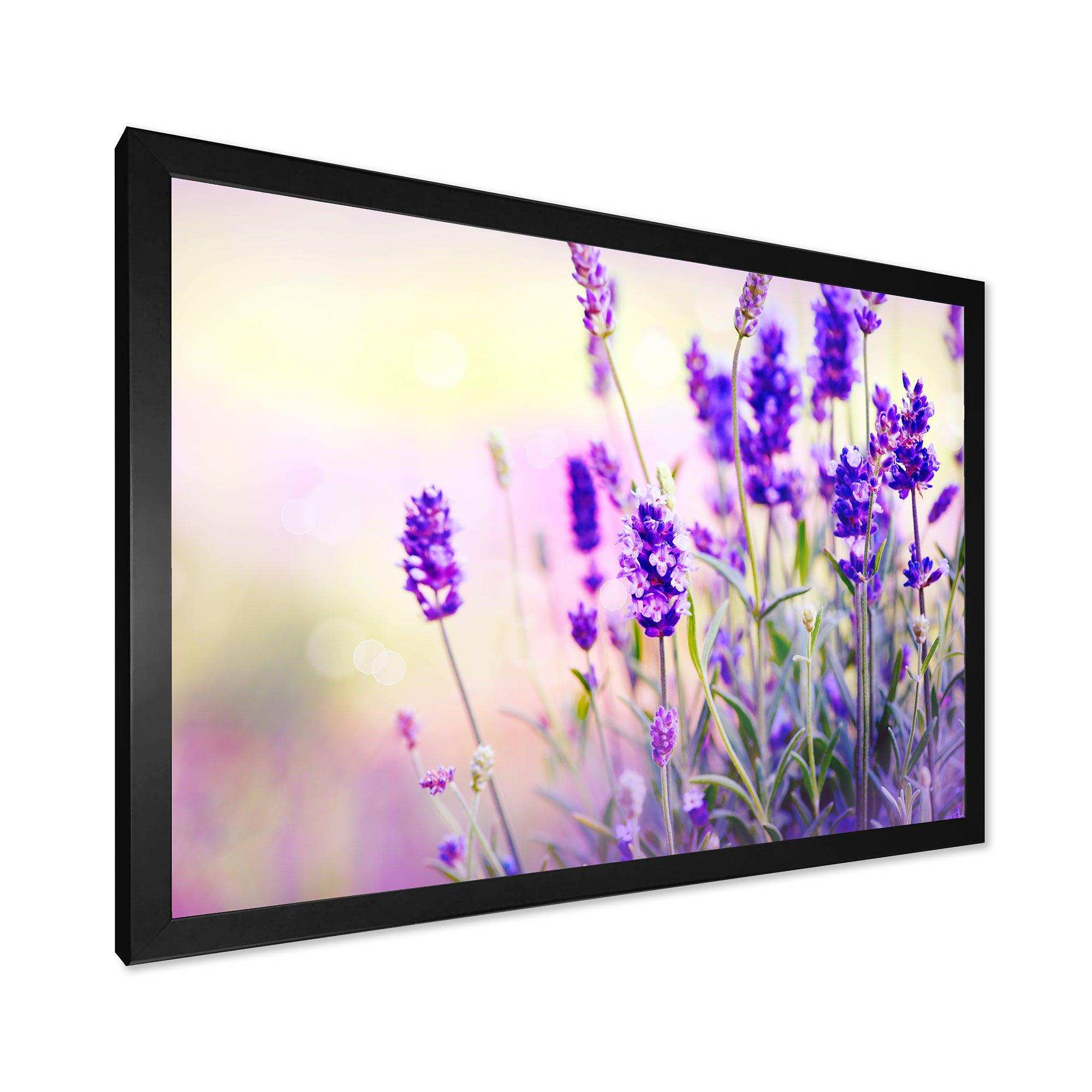 Purple Lavender Field