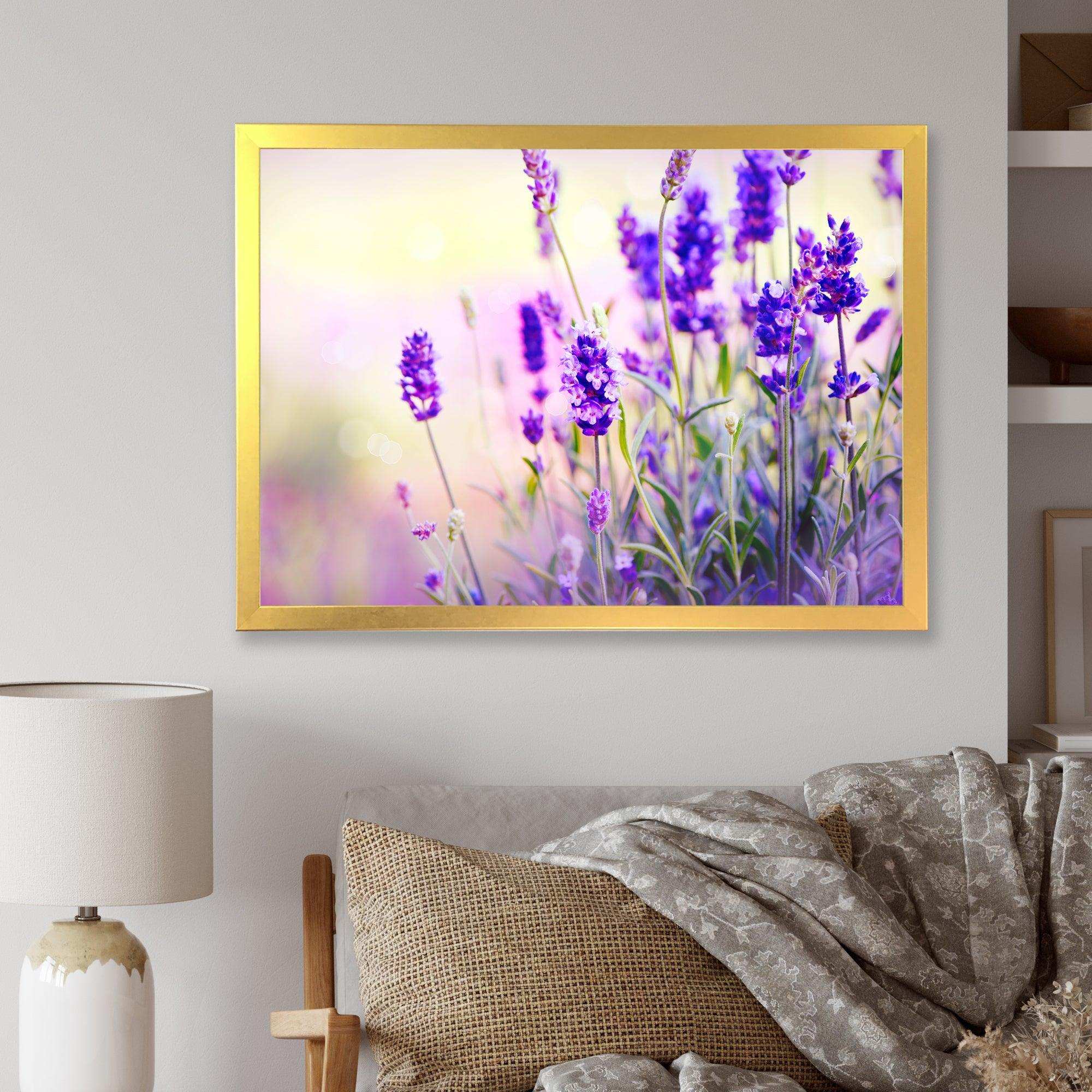 Purple Lavender Field