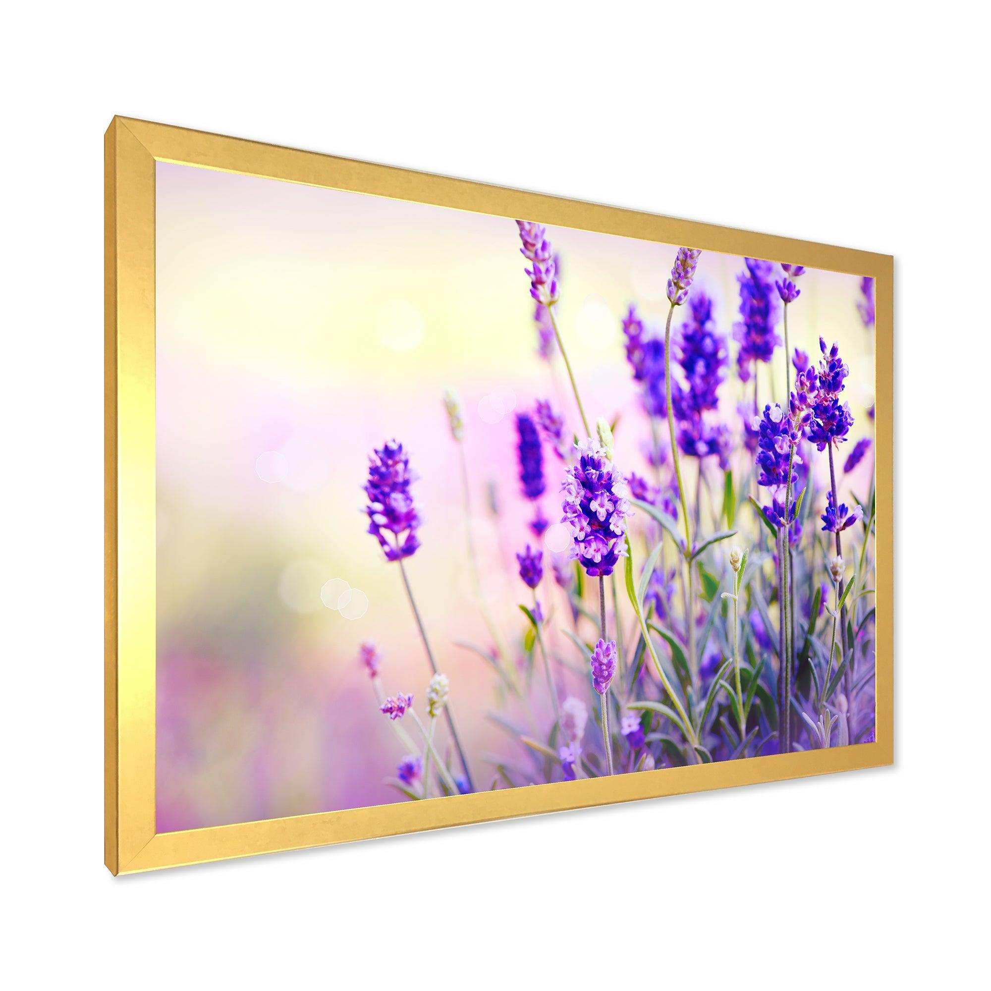 Purple Lavender Field