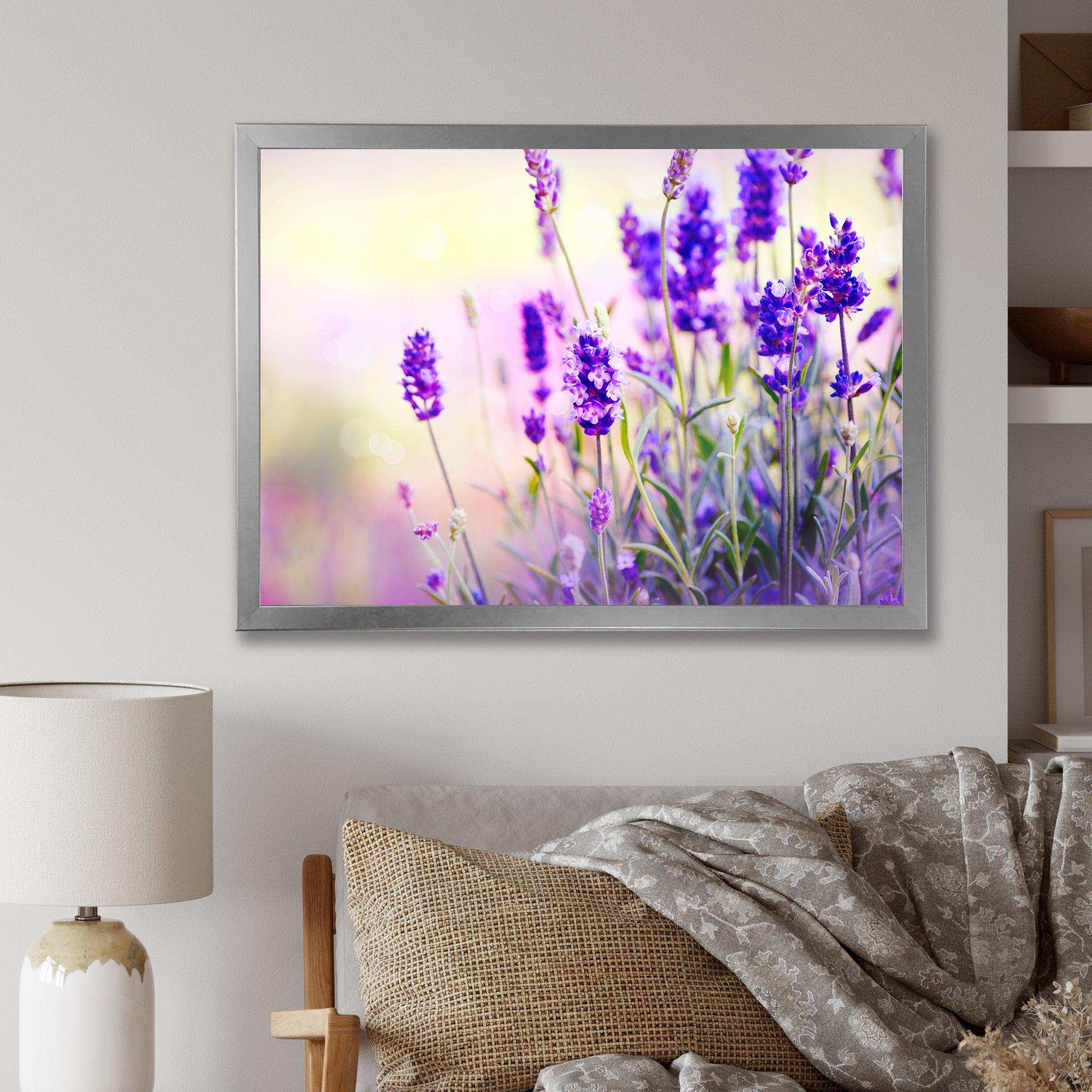 Purple Lavender Field