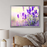 Purple Lavender Field