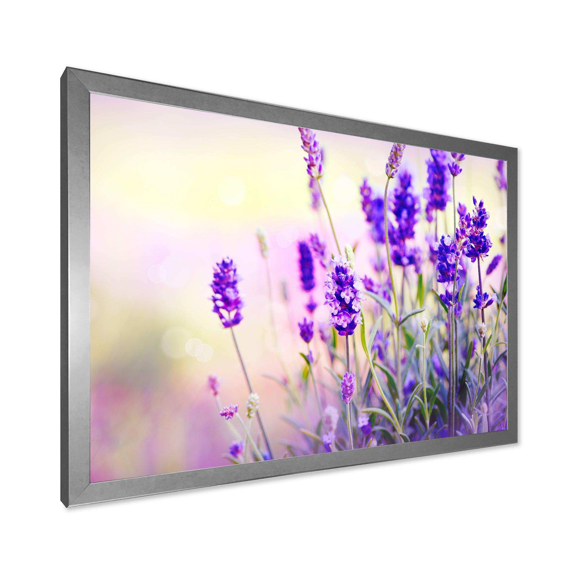 Purple Lavender Field