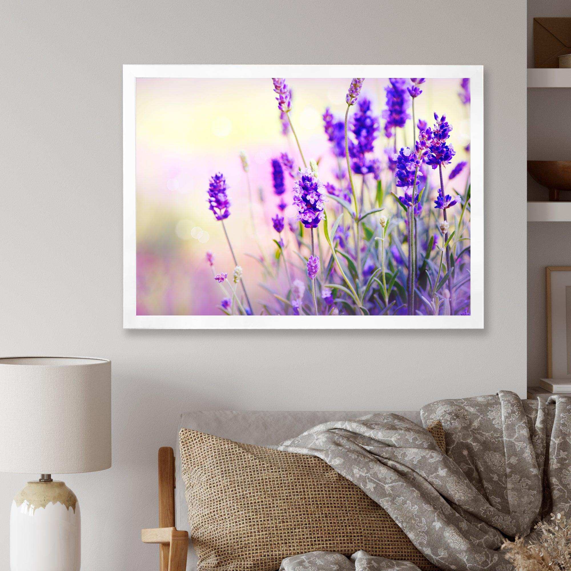 Purple Lavender Field