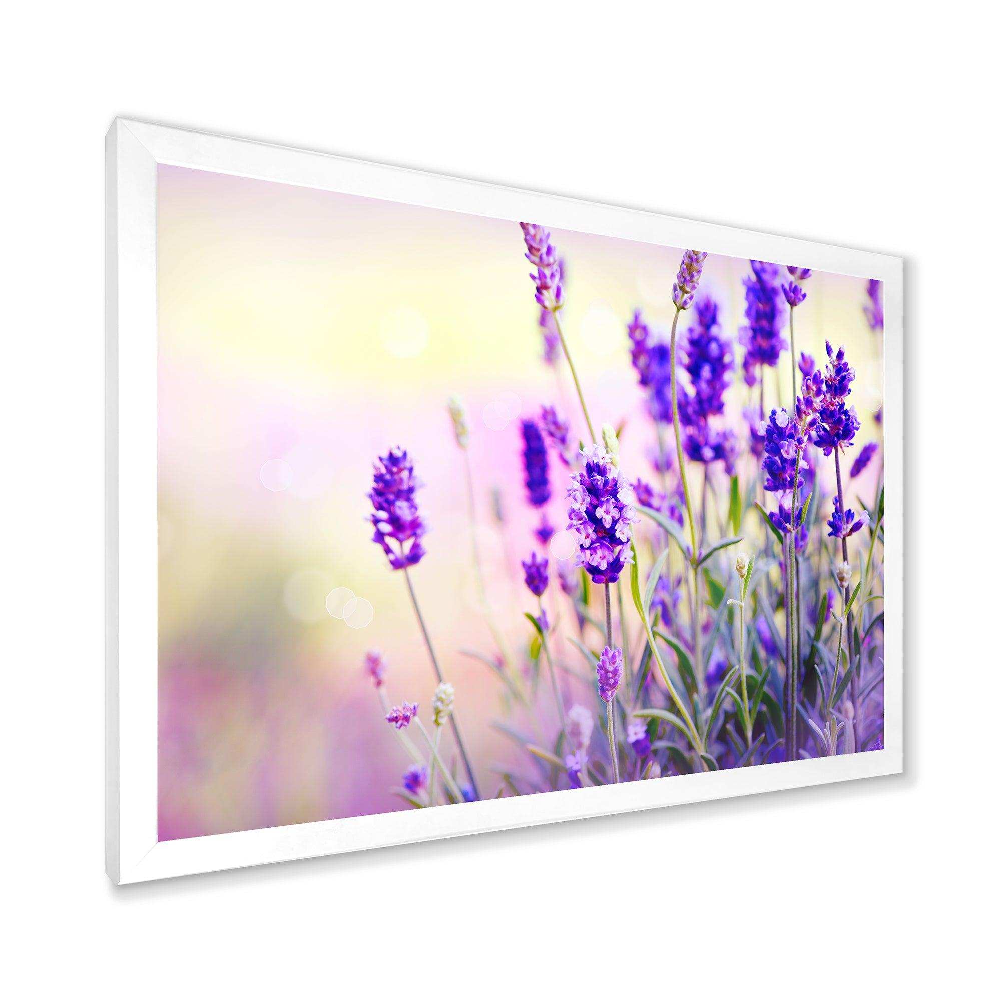 Purple Lavender Field