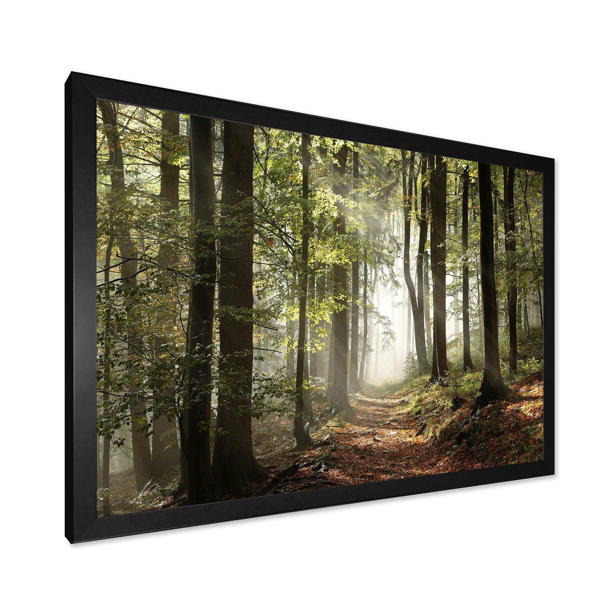 Green Fall Forest with Sun Rays