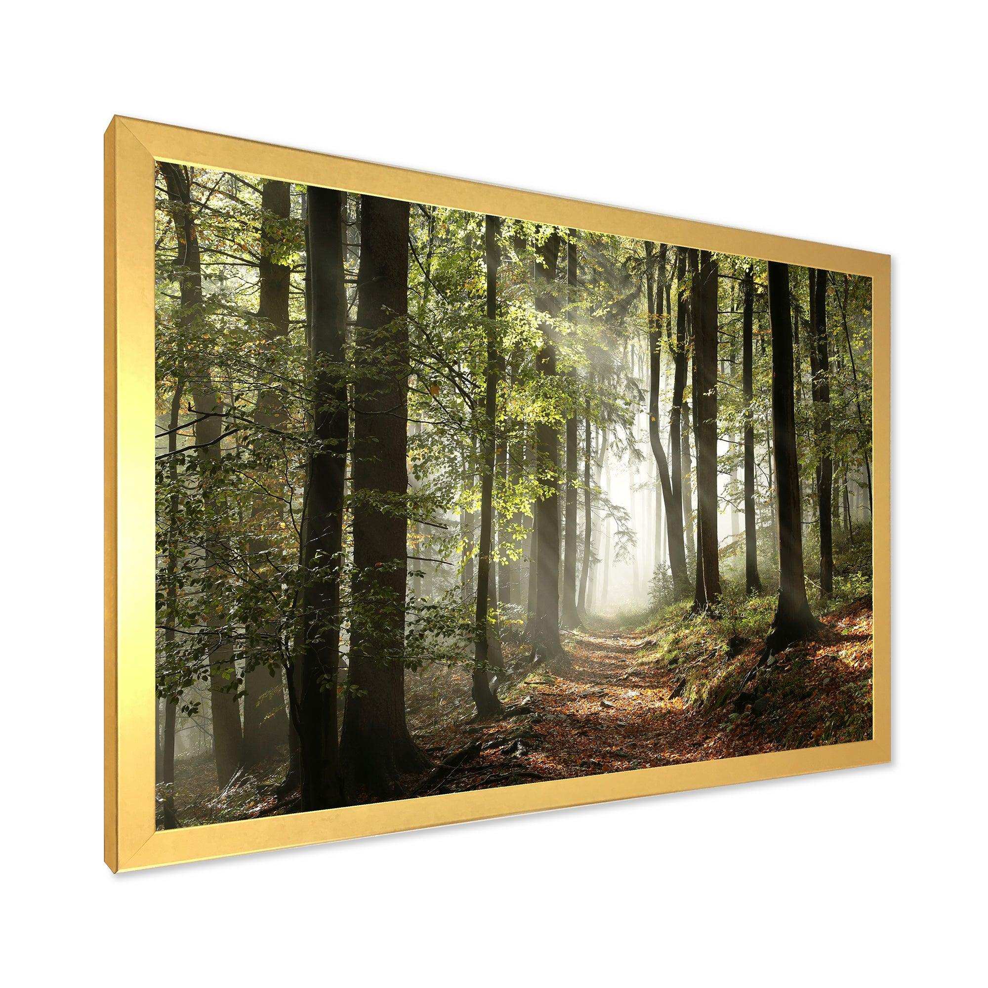 Green Fall Forest with Sun Rays