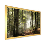 Green Fall Forest with Sun Rays