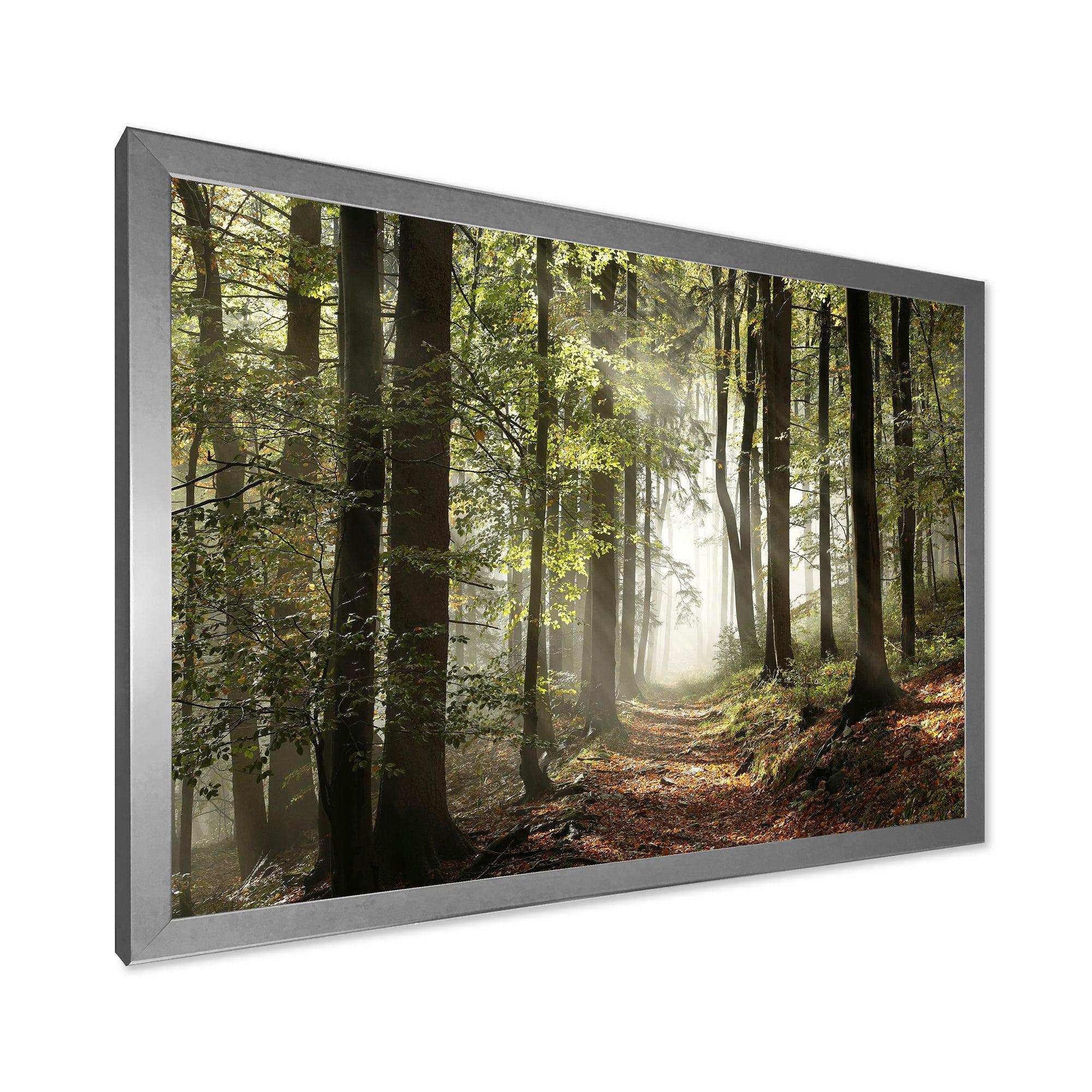 Green Fall Forest with Sun Rays