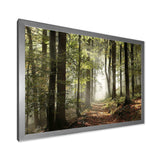 Green Fall Forest with Sun Rays