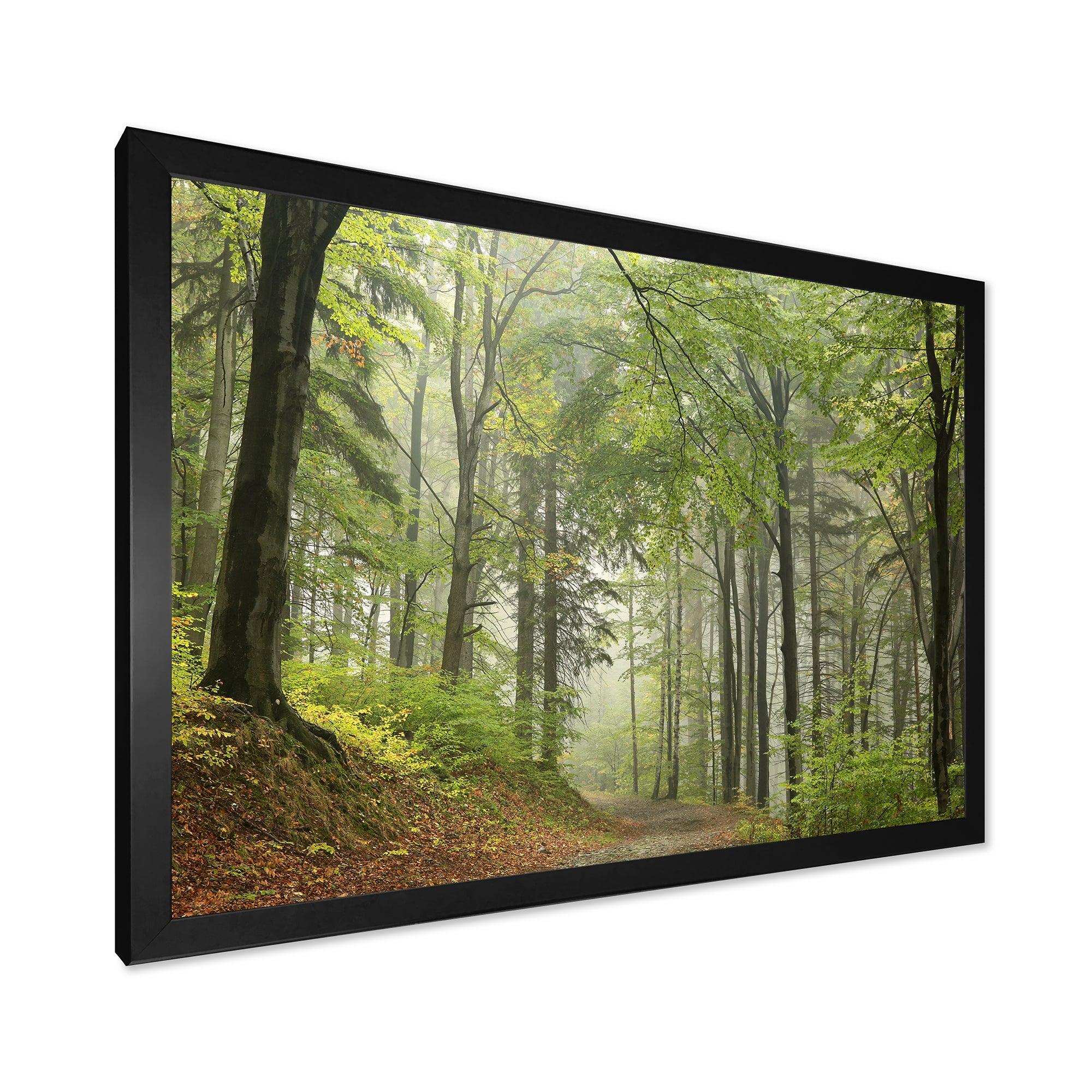 Green Beach Forest Pathway