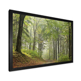 Green Beach Forest Pathway