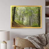 Green Beach Forest Pathway