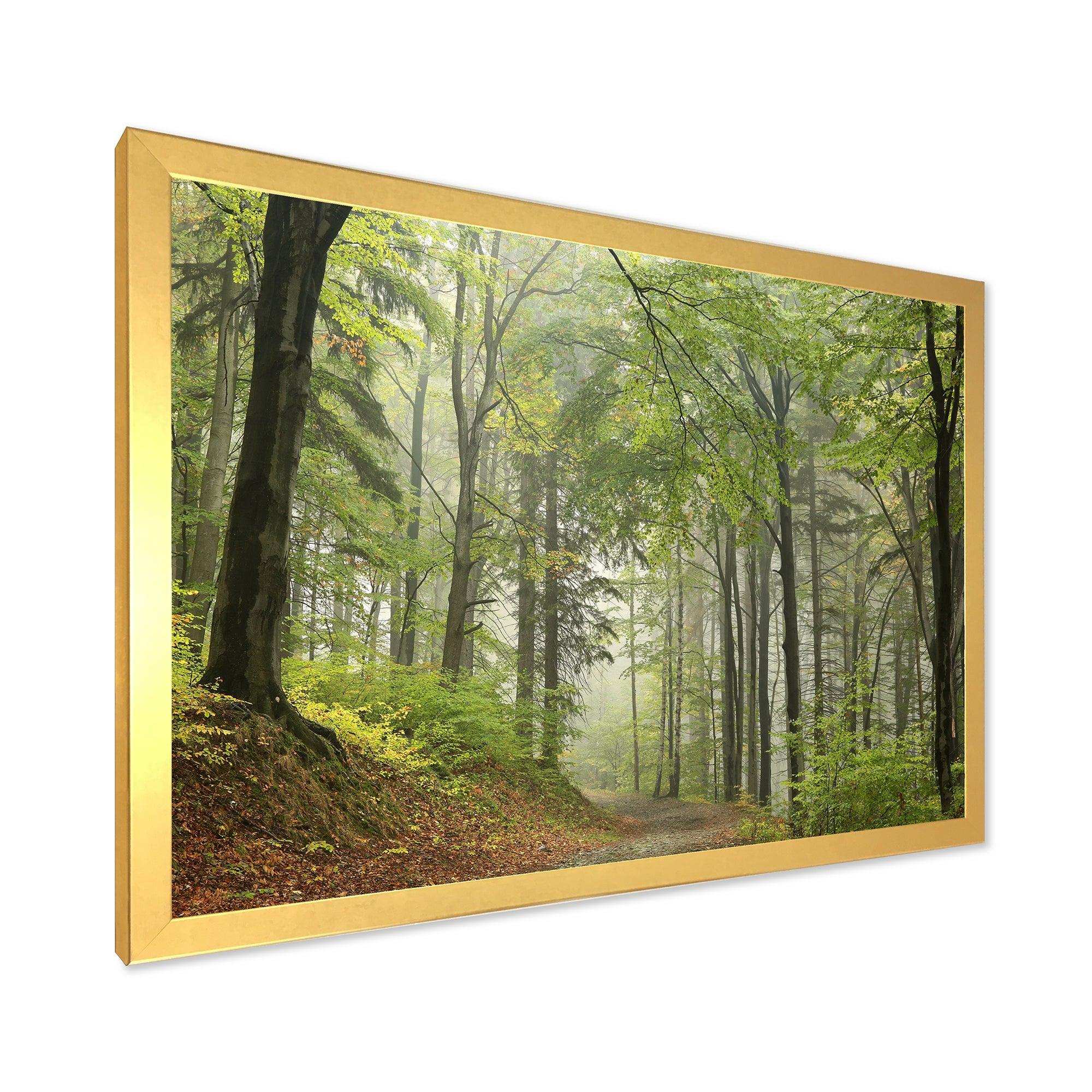 Green Beach Forest Pathway