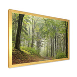 Green Beach Forest Pathway