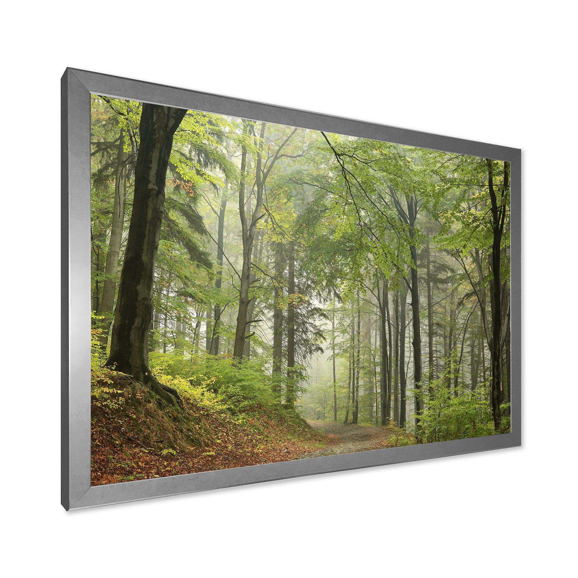 Green Beach Forest Pathway