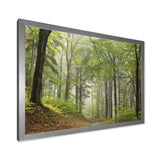 Green Beach Forest Pathway