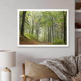 Green Beach Forest Pathway