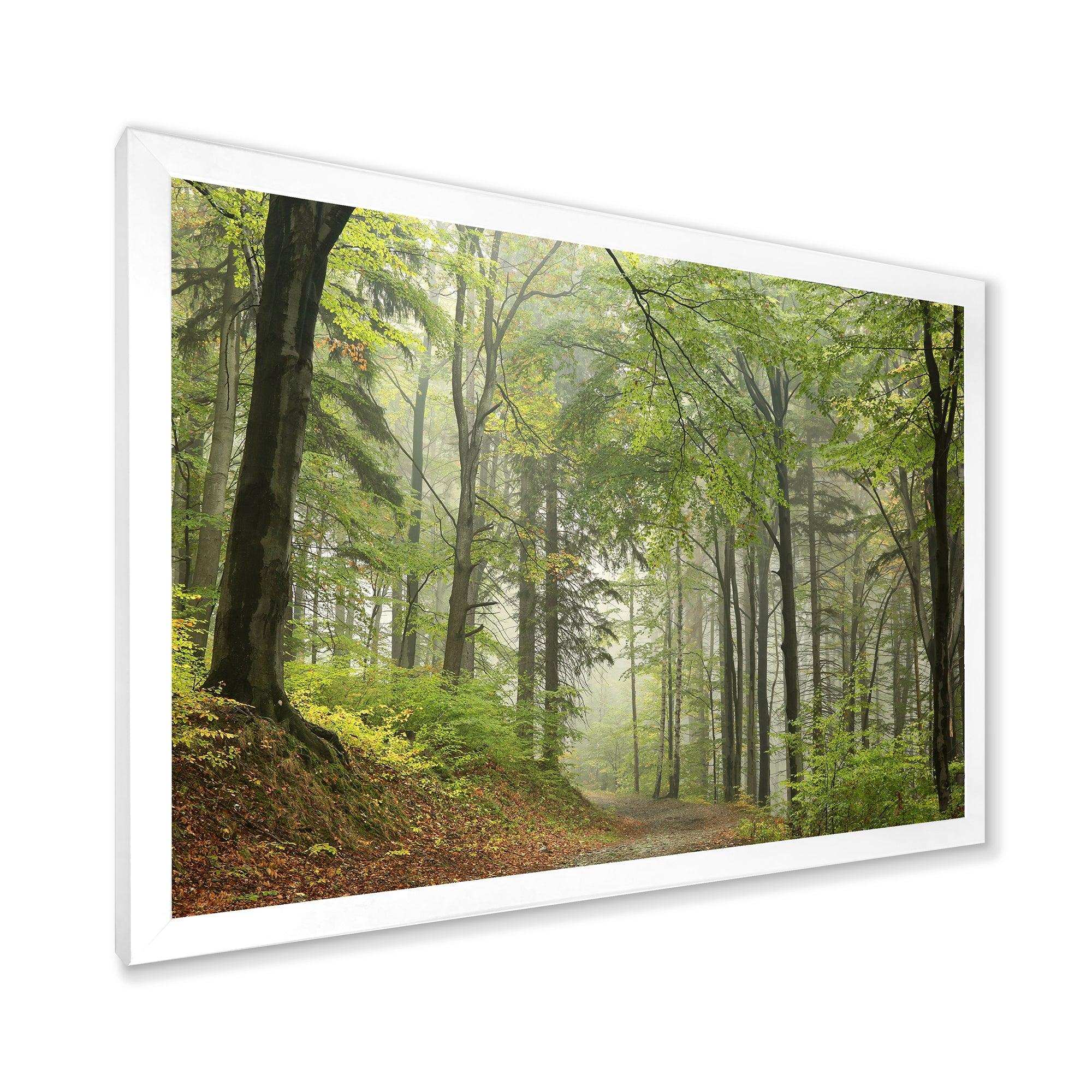 Green Beach Forest Pathway